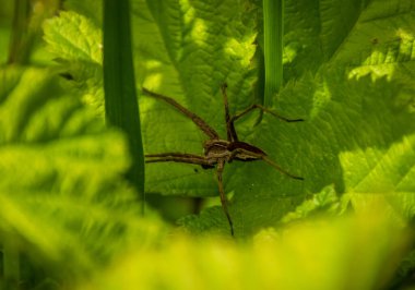 Yaprakların gölgesinde güneşten saklanan örümcek.