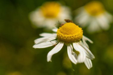 Küçük böcekli papatya tarlası