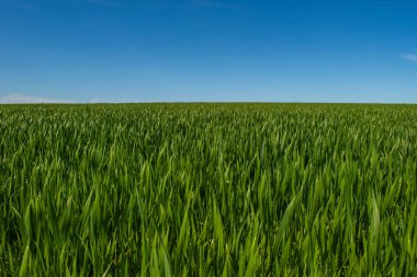 Yeşil Çimen ve Mavi Gökyüzü