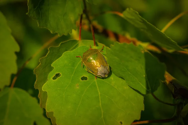 Ένα Μικρό Πράσινο Έντομο Που Κρύβεται Ένα Φύλλο Φλαμουριάς — Φωτογραφία Αρχείου