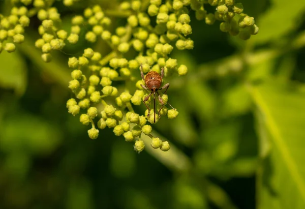 Roztomilý Malý Weevil Brouk Divoké Květině — Stock fotografie