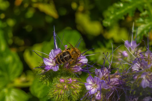 Ape Impollina Fiori Selvatici Una Giornata Sole — Foto Stock