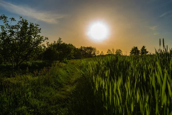 Cesta Blízko Pole Při Západu Slunce — Stock fotografie