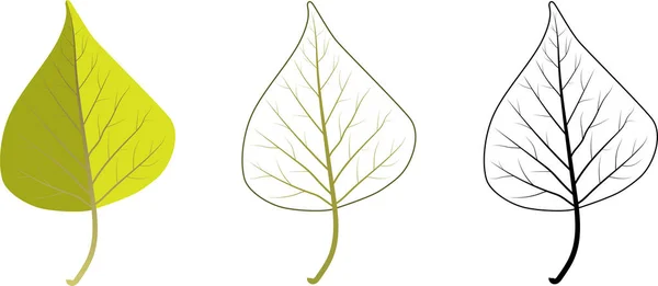 Sonbahar huş ağacı yaprakları