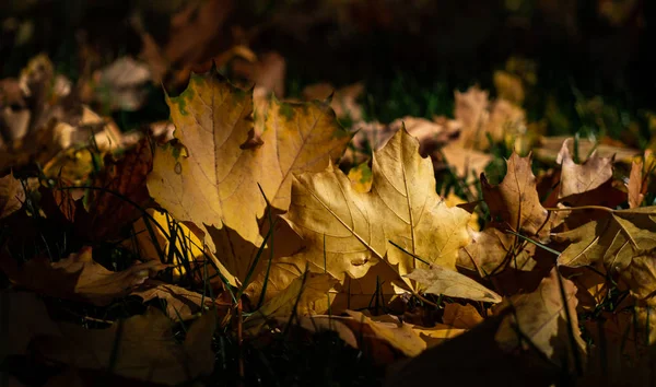 Jasně Žluté Javorové Listy Zelené Trávě Krásný Koberec Spadlého Listí — Stock fotografie