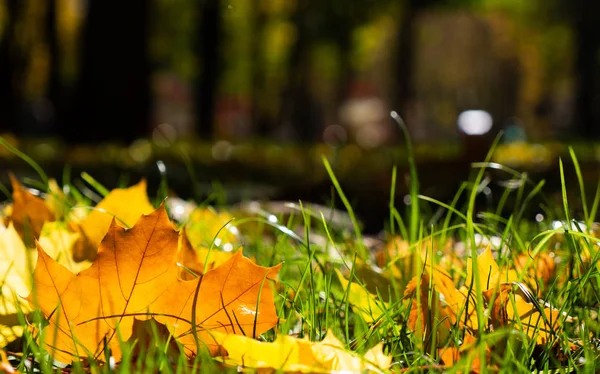 Folhas Bordo Amarelo Brilhante Grama Verde Bonito Tapete Folhas Caídas — Fotografia de Stock