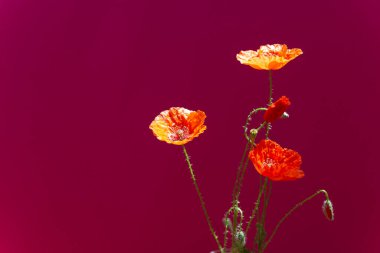 Koyu arkaplanda kırmızı gelincik çiçekleri. Yabani çiçekler. Fotoğrafı kapat..