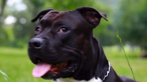 Black American Staffordshire Terrier Sur Terrain Souriant Amstaff Regardant Caméra — Video