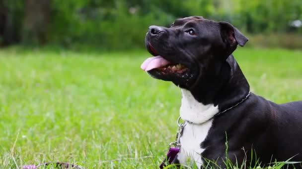 Black American Staffordshire Terrier Leży Polu Zbliżenie Pies Patrzy Młody — Wideo stockowe