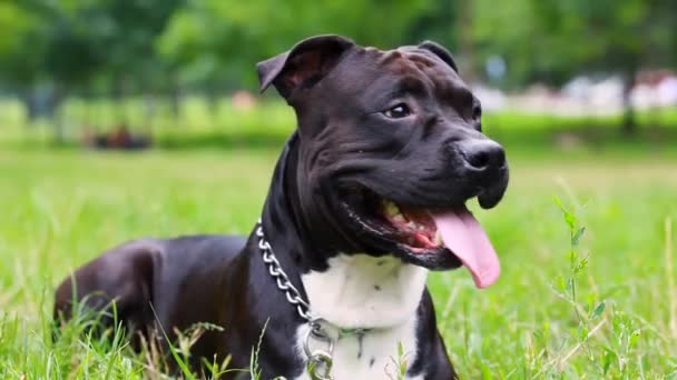 Siyah Amerikan Staffordshire Terrier Bir Alanda Yakın Çekim Yatıyor Köpek — Stok video