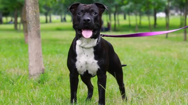 American Staffordshire Terrier Boy Stand Black American Staffordshire Terrier Smiling — Stock Video