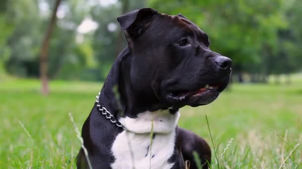 Black American Staffordshire Terrier Field Smiling Amstaff Looking Camera Young — Stock Video