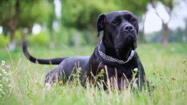 Siyah Baston Corso sahada oynuyor. Cane Corso eğlenceli bir ruh hali içinde