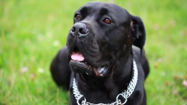 Güzel bir köpek Cane Corso portresi kameraya ciddi bakıyor. Close. alanda köpek kız baston corso