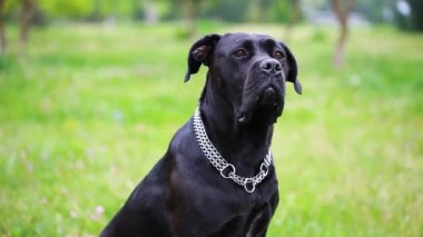 Güzel bir köpek Cane Corso portresi kameraya ciddi bakıyor. Close. alanda köpek kız baston corso