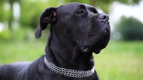 Portret Pięknego Psa Cane Corso Patrząc Poważnie Aparacie Zbliżenie Pies — Wideo stockowe