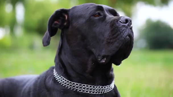 Retrato Belo Cão Cane Corso Olhando Seriamente Para Câmera Close — Vídeo de Stock