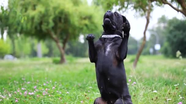 Black Cane Corso Polu Wykonuje Polecenie Hosta Cane Corso Stoi — Wideo stockowe