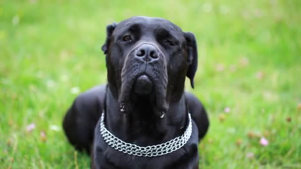 Portret Pięknego Psa Cane Corso Patrząc Poważnie Aparacie Zbliżenie Pies — Wideo stockowe