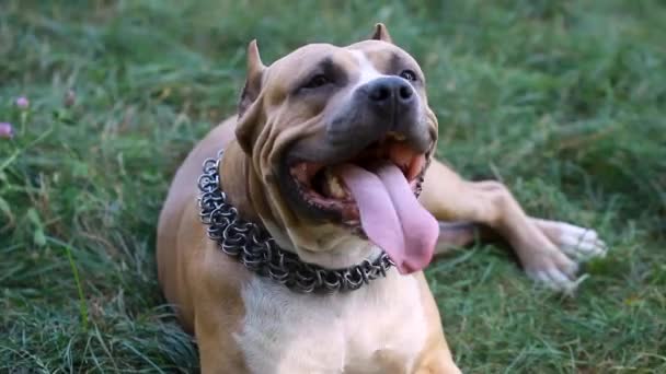 Blanco Marrón Americano Staffordshire Terrier Field Smiling Amstaff Mirando Camera — Vídeos de Stock