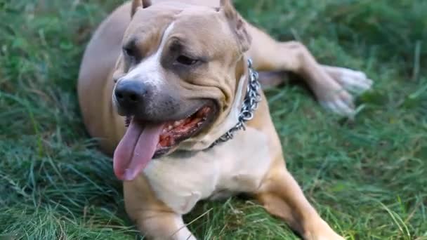 Bianco Marrone Americano Staffordshire Terrier Nel Field Smiling Amstaff Guardando — Video Stock