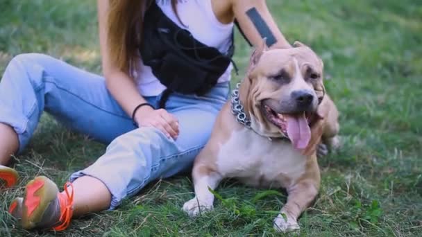 Witte Bruine Amerikaanse Staffordshire Terriër Een Veld Met Een Meesteres — Stockvideo