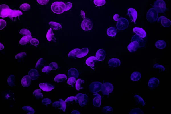 Fioletowy Fluorescencyjny Jellyfish Pływacki Głęboki Mroczny Ocean Fauny Morskich Zwierząt — Zdjęcie stockowe