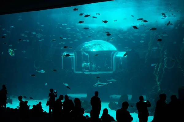 People Watching Fishes Aquarium Gran Canaria Spain May 2018 Poema — Stock Photo, Image