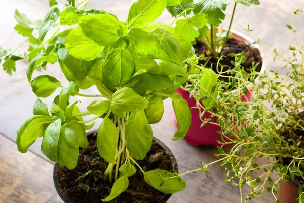 Krukor Med Aromatiska Örter Träbord — Stockfoto