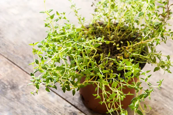 Pot Met Tijm Plant Houten Tafel — Stockfoto