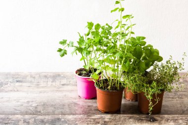 Tencere ahşap masa üzerinde aromatik otlar ile. Boşaltmak