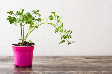 Tencere üzerinde ahşap masa maydanoz ile. Boşaltmak