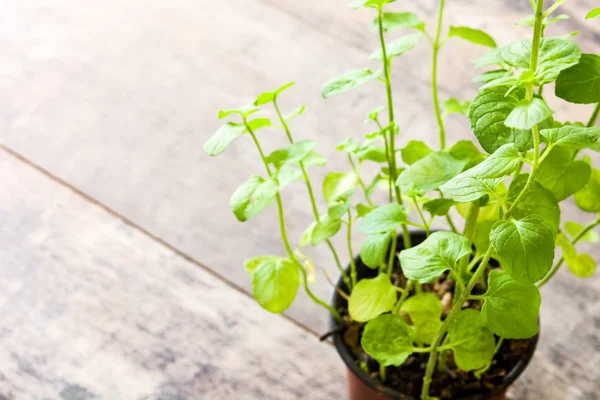 Kruka Med Mint Anläggning Träbord Copyspace — Stockfoto