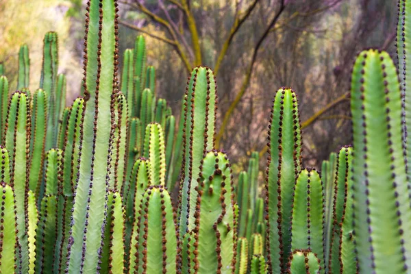 Euphorbia Canariensis Kanári Szigetek Kaktusz — Stock Fotó