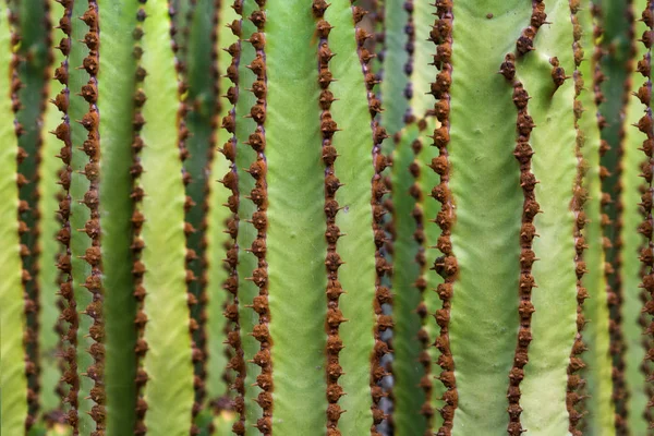 Euphorbia Canariensis Канарский Кактус — стоковое фото