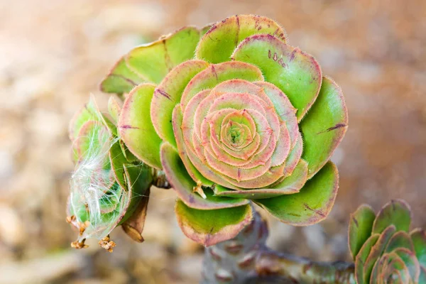 Aeonium Holochrysum Kanári Szigetek Növény — Stock Fotó