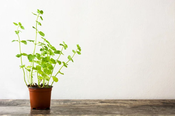 Maceta Con Planta Menta Sobre Mesa Madera Espacio Copia — Foto de Stock