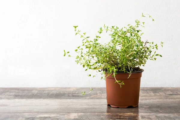 Pot Met Tijm Plant Houten Tafel Copyspace — Stockfoto