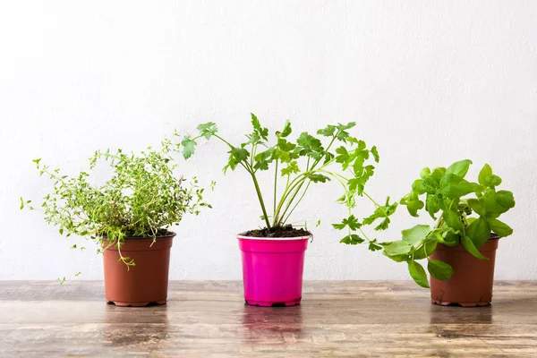 Macetas Con Hierbas Aromáticas Sobre Mesa Madera — Foto de Stock