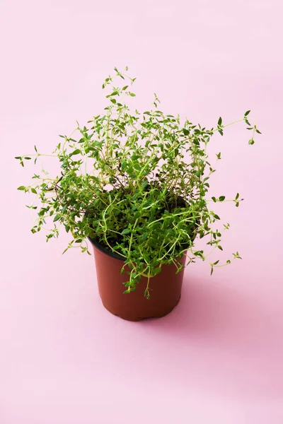 Květináč Rostlinou Tymiánu Izolované Růžovém Pozadí — Stock fotografie