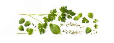 Beyaz arka plan üzerinde izole Yeşil taze aromatik otlar desen. Panoramik görünüm