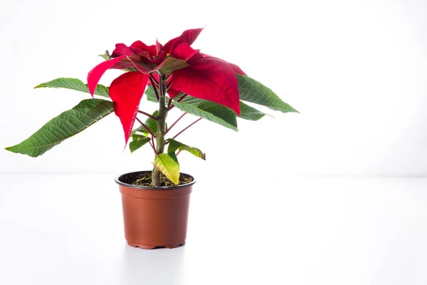 Kerst Poinsettia Flower Geïsoleerd Witte Achtergrond Copyspace — Stockfoto