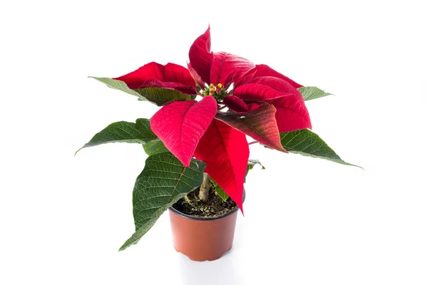 Natal Flor Poinsettia Isolado Fundo Branco — Fotografia de Stock