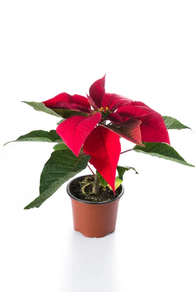 Natal Flor Poinsettia Isolado Fundo Branco — Fotografia de Stock