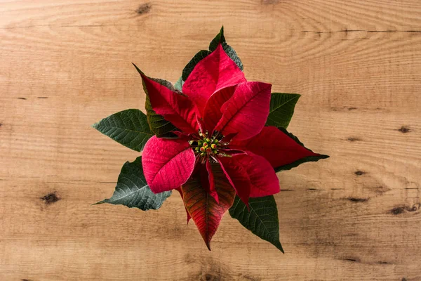 Kerst Poinsettia Flower Houten Tafel Bovenaanzicht — Stockfoto