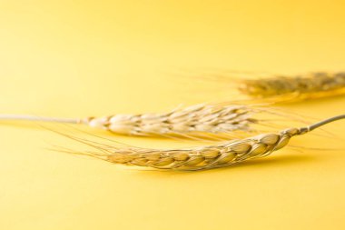 Sarı arka plan buğday kulaklara