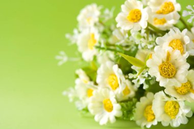 Papatya çiçek yeşil zemin üzerine kapatın. Boşaltmak