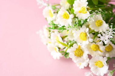 Papatya çiçek pembe bir arka plan üzerinde. Boşaltmak