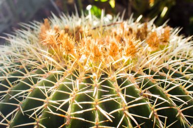 Yuvarlak yeşil kaktüs closeup