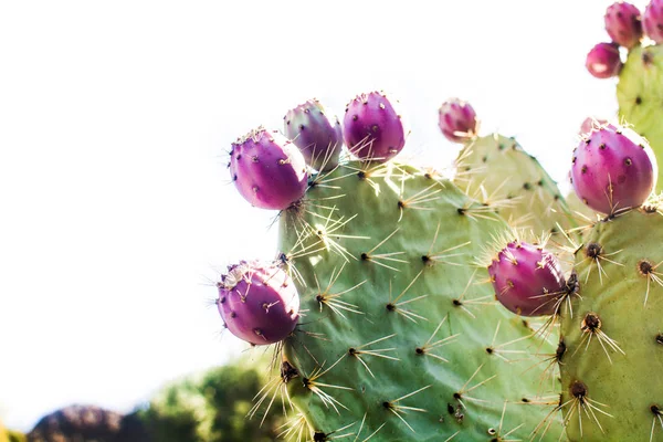 Prickly Pear Cactus Met Fruit Geïsoleerd Witte Achtergrond — Stockfoto